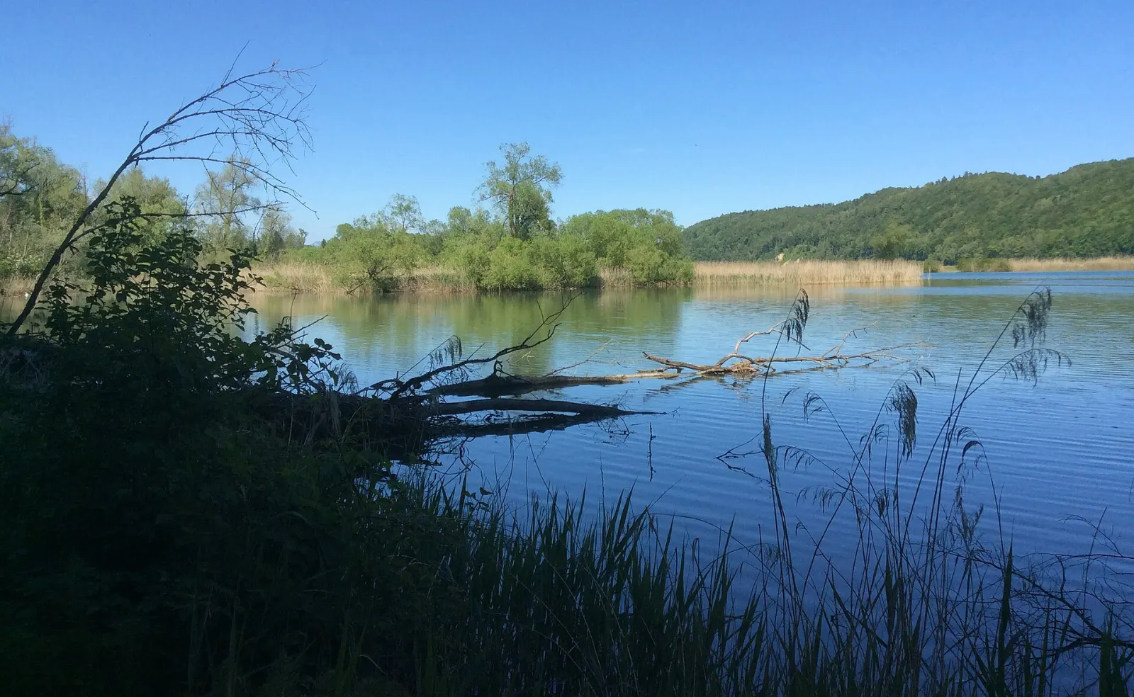 Naturschutzgebiet Niederried-Stausee bei Kallnach